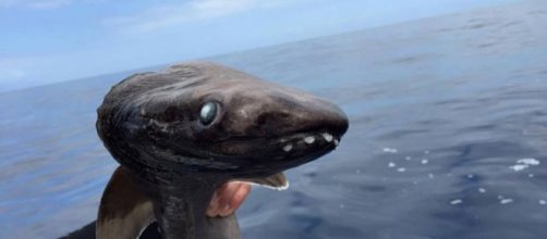 Tubarão-cobra encontrado na costa da Espanha
