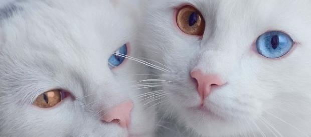 A heterocromia está associada a gatos de pelo branco e gatos de três cores A heterocromia está associada a gatos de pelo branco e gatos de três cores