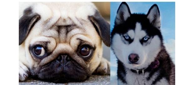 De acordo com seu signo, qual é o cão ideal para você ter? De acordo com seu signo, qual é o cão ideal para você ter?