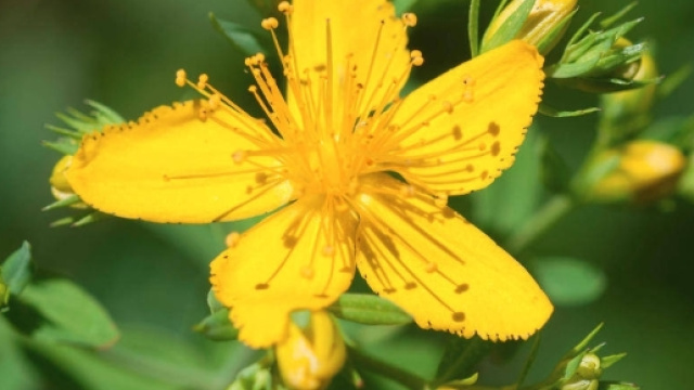 Iperico (o erba di San Giovanni): contro le rughe ma non solo