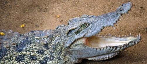 Ancient crocodile had teeth similar to T.Rex / Photo via Ravi Jandhyala, Flickr