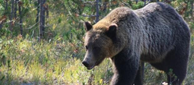 Bear attacks teenage/Photo via Brad, Flickr Bear attacks teenage/Photo via Brad, Flickr