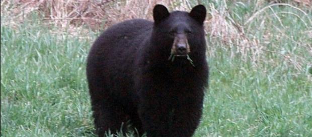 Urso negro tem fama de atacar humanos (Foto: Reprodução) Urso negro tem fama de atacar humanos (Foto: Reprodução)
