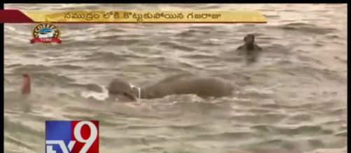 Sri Lanka navy divers save drowning elephant. Photo: YouTube, TV9 Telugu