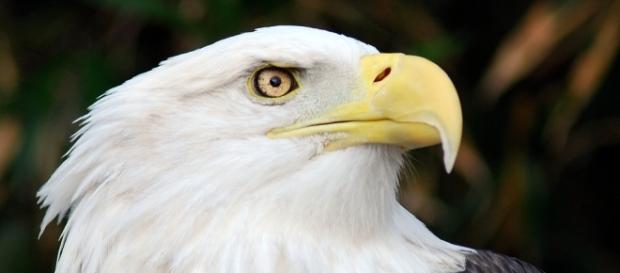 Bald Eagle | One of two captive Bald Eagles at the Salato Wi… | Flickr - flickr.com Bald Eagle | One of two captive Bald Eagles at the Salato Wi… | Flickr - flickr.com
