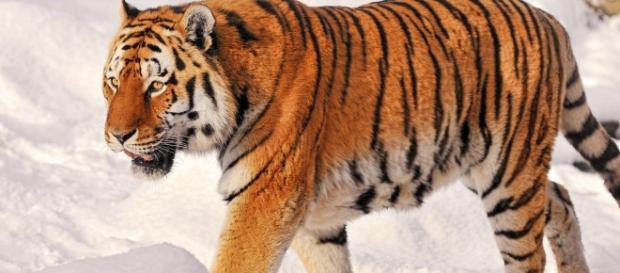 Image of tiger courtesy of Flickr. Image of tiger courtesy of Flickr.