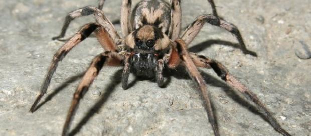 Lycosa Aragogi was discovered in Kerman Province, southeast of Iran. Photograph courtesy of: Zootaxa Lycosa Aragogi was discovered in Kerman Province, southeast of Iran. Photograph courtesy of: Zootaxa