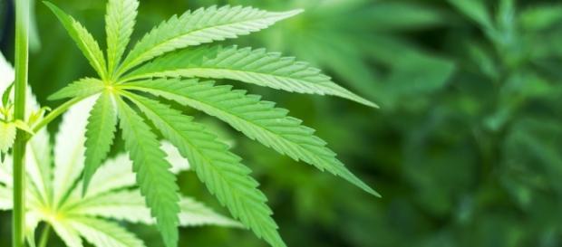 Os efeitos da maconha no corpo e no cérebro Os efeitos da maconha no corpo e no cérebro