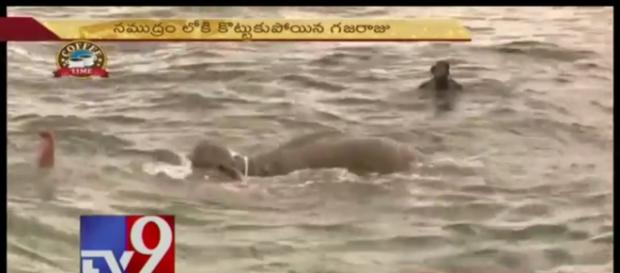 Sri Lanka navy divers save drowning elephant. Photo: YouTube, TV9 Telugu Sri Lanka navy divers save drowning elephant. Photo: YouTube, TV9 Telugu