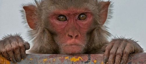Photo rhesus macaque monkey via Wikimedia by J.M.Garg/CC BY-SA 4.0