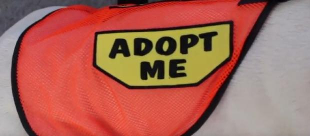 Hi Tor Animal Care partnered with Rockland Boulders (Image creditHi Tor Animal Care Center Shelter | YouTube) Hi Tor Animal Care partnered with Rockland Boulders (Image creditHi Tor Animal Care Center Shelter | YouTube)