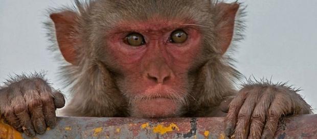 Photo rhesus macaque monkey via Wikimedia by J.M.Garg/CC BY-SA 4.0 Photo rhesus macaque monkey via Wikimedia by J.M.Garg/CC BY-SA 4.0