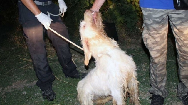 Uno dei cani trovati in condizioni migliori nel canile abusivo sequestrato a Boccea, Roma. Foto: Facebook.