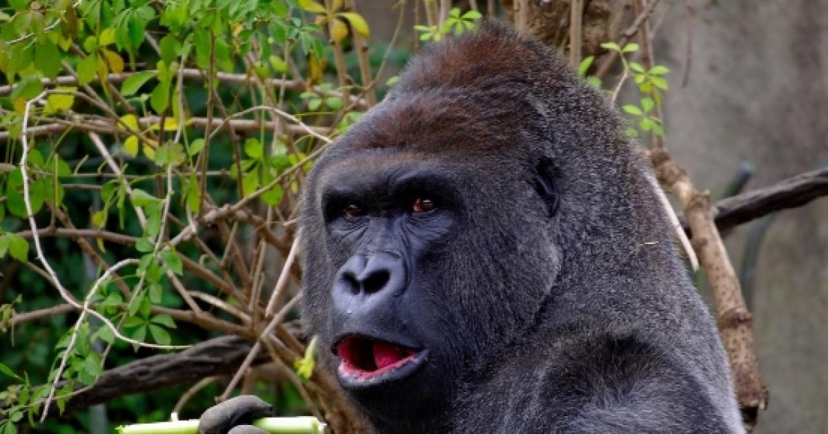 Mountain gorillas have similar herpes virus found in humans