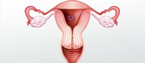 Female Reproductive System: Internal Anatomy - Video & Lesson ... - study.com