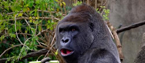 Mountain gorillas have similar herpes virus seen in humans. Image source: Pixabay