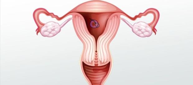 Female Reproductive System: Internal Anatomy - Video & Lesson ... - study.com Female Reproductive System: Internal Anatomy - Video & Lesson ... - study.com