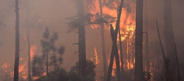 Historical wildfire in the Pacific Northwest (wikimedia.org) Historical wildfire in the Pacific Northwest (wikimedia.org)