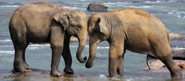 Photo Sri Lanka elephants via Pixabay by TiBine/CC0 Photo Sri Lanka elephants via Pixabay by TiBine/CC0