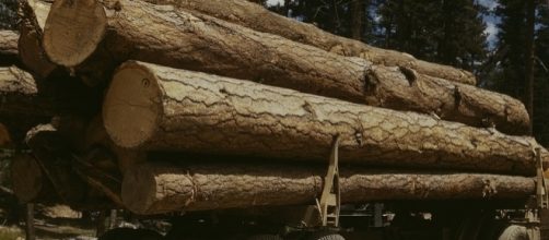 Lumber prices are expected to soar in BC (wikimedia.org)