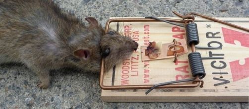 Rat in a trap (credit – Glogger, wikimediacommons)