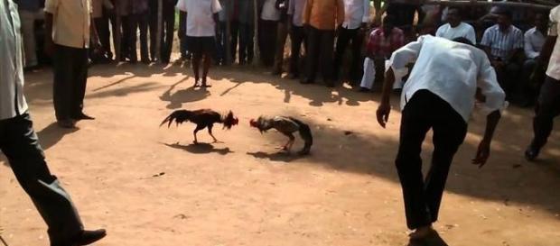 A morte ocorreu enquanto casal discutia por causa de briga de galo A morte ocorreu enquanto casal discutia por causa de briga de galo