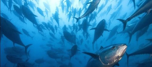 Allarme nei supermercati italiani: ritirato il tonno all'olio di girasole