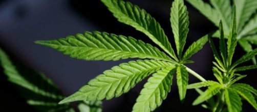 Should Marijuana Use Be Legalized? | Debate Club | US News - usnews.com