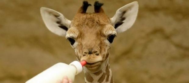 Photo baby giraffe via Pixabay by EyupPors38/CC0 Photo baby giraffe via Pixabay by EyupPors38/CC0