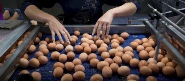 Prodotti alimentari sottoposti a controlli in Emilia Prodotti alimentari sottoposti a controlli in Emilia