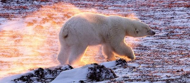The effects of Climate Change (Flickr). The effects of Climate Change (Flickr).