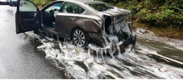 Thousands Of Slime Eels (Image via Depoe Bay Fire Dist/Twitter) Thousands Of Slime Eels (Image via Depoe Bay Fire Dist/Twitter)
