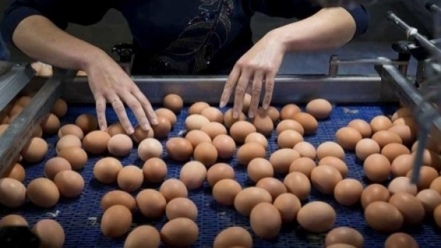 Prodotti alimentari sottoposti a controlli in Emilia