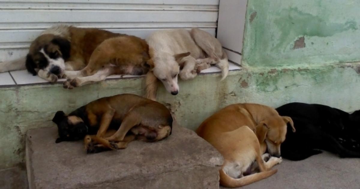 Número de animais abandonados pelas ruas da grande São Paulo chega a 2  milhões