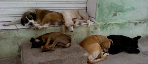 Animais em situação de abandono na grande São Paulo. ( Foto: Reprodução)