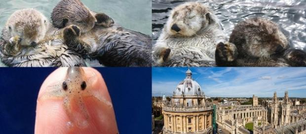 10 fatos que parecem inventados, mas são reais (Foto: Reprodução/ Montagem) 10 fatos que parecem inventados, mas são reais (Foto: Reprodução/ Montagem)