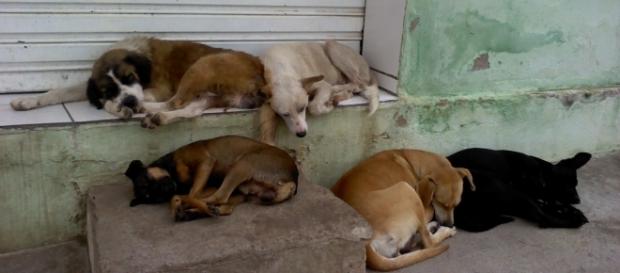Animais em situação de abandono na grande São Paulo. ( Foto: Reprodução) Animais em situação de abandono na grande São Paulo. ( Foto: Reprodução)