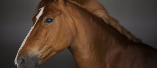 Image of a horse courtesy of Pexels.