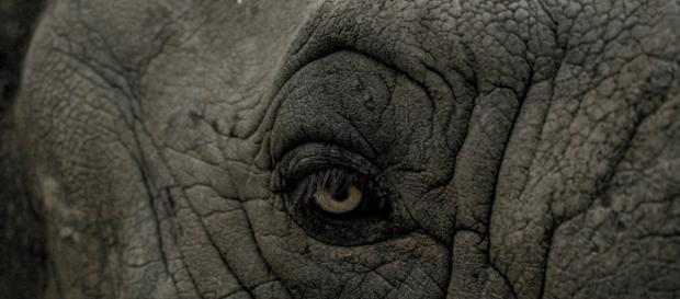 A doença do homem elefante, chamada de 'síndrome de Proteus', é congênita e também muito rara. ( Foto: Google) A doença do homem elefante, chamada de 'síndrome de Proteus', é congênita e também muito rara. ( Foto: Google)
