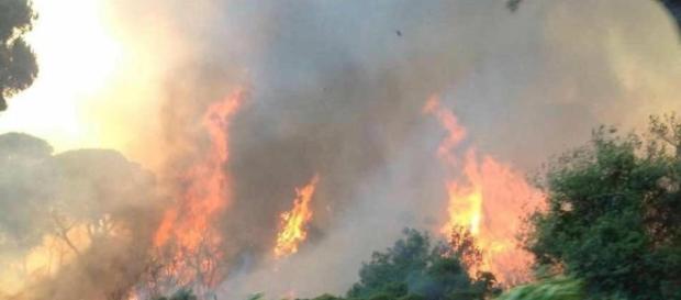 Le fiamme nella pineta di Castel Fusano, a Ostia (RM) - da Ansa.it Le fiamme nella pineta di Castel Fusano, a Ostia (RM) - da Ansa.it