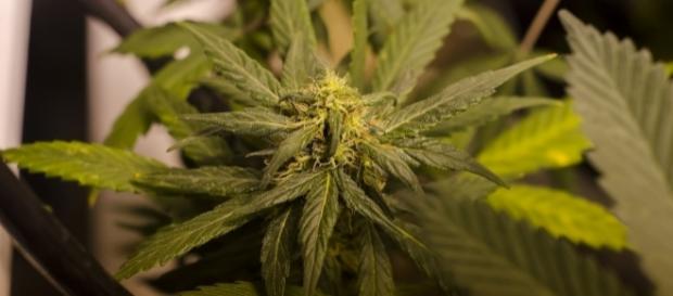 Marijuana worth $1 million found in trunk of new Ford Fusion cars/Photo via Global Panorama, Flickr Marijuana worth $1 million found in trunk of new Ford Fusion cars/Photo via Global Panorama, Flickr