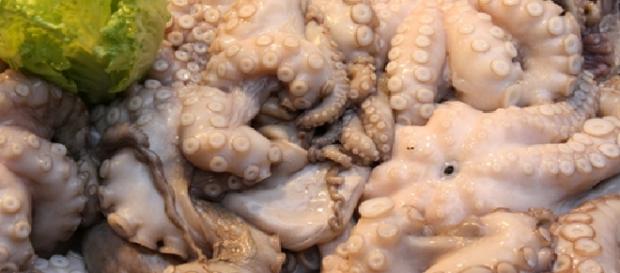 Sannakji, un plato crudo oriundo de el continente asiático Sannakji, un plato crudo oriundo de el continente asiático
