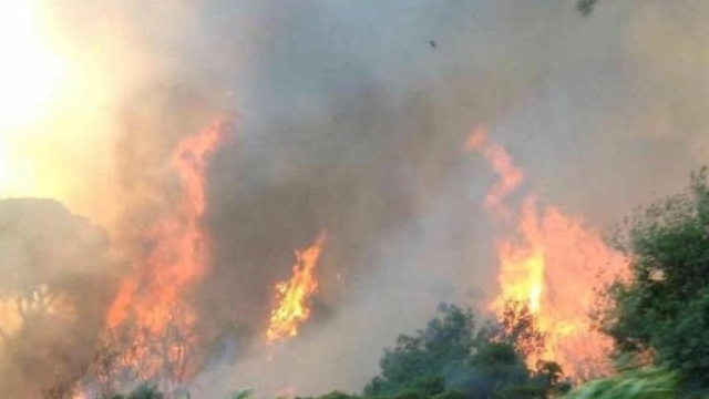 Le fiamme nella pineta di Castel Fusano, a Ostia (RM) - da Ansa.it