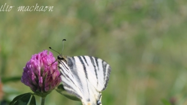 Macaone: farfalla diurna. Foto di Maria Chiara Rosace.