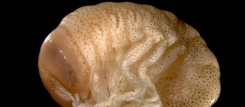 Hypera Galba, an amphipod crustacean parasite that caused Sam's bloody injuries (Image by Hans Hillewaert/Flickr)