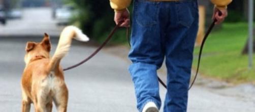 Problemas para pasear a tu perro? ¿O tu perro te pasea a ti? | Mascotas - facilisimo.com