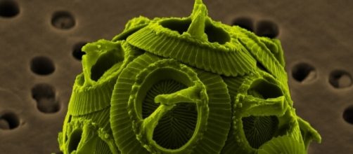 Micrografia elettronica dell'alga Gephyrocapsa oceanica - foto wikipedia