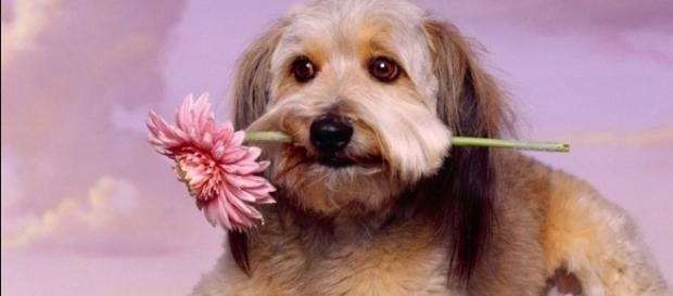Cão ideal para seu signo, segundo a astrologia Cão ideal para seu signo, segundo a astrologia