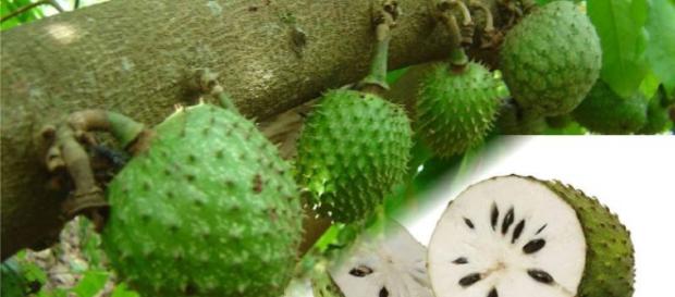 Graviola é uma fruta que tem diversas propriedades e um poder de cura importante. ( Foto: Google) Graviola é uma fruta que tem diversas propriedades e um poder de cura importante. ( Foto: Google)