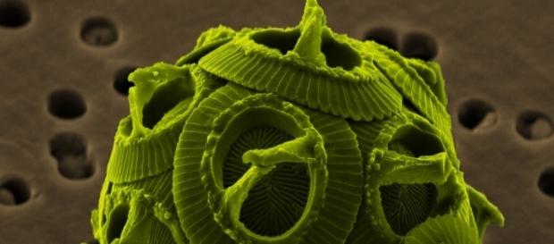 Micrografia elettronica dell'alga Gephyrocapsa oceanica - foto wikipedia Micrografia elettronica dell'alga Gephyrocapsa oceanica - foto wikipedia